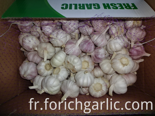 High Quality Fresh Normal Garlic